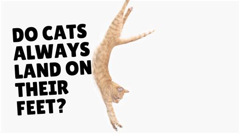 What's better Spotify or Apple Music? And why do cats always land on their feet?